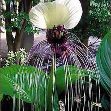 Buy Tacca Integrifolia Bulbs White Bat Flower Bulbs For Sale 3 Bulbs Bulb Flowers Flower Bulbs For Sale Bat Flower