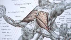 List of upper body muscles. Bodybuilding Chest Exercise And Anatomy Youtube