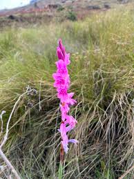 Image result for Gladiolus hollandii