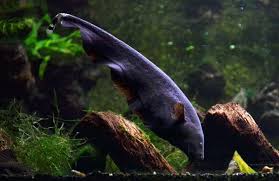 I ordered from aquascape online because my local fish store has. Black Ghost Knife Fish Care Guide The Aquarium Guide