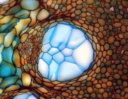 System with bacteria metabolic and biochemical network information. Maxime Duprez On Twitter Microscopic Photography Microscopic Nature Art