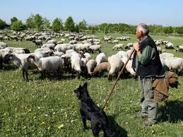 Also ich habe einmal bei einem let´s play von minecraft gesehen wie jemand schafe geschoren hat, aber ich grieg das nicht hin, weiß vielleicht jemand wie das geht? Schafe Im Sommer Scheren Tiergesundheit Veterinarwesen Gesundheit Leben In Der Region Hannover