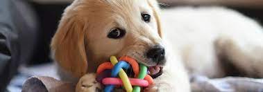 Why Do Dogs Like To Chew On Things Hill S Pet