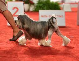 Havashus typically weigh between 8 and 15 pounds, and they are a very loving breed that can easily warm up to new people. Lowchen Wikipedia
