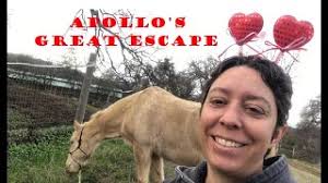 Apollo's great escape (Have Horse Will Travel podcast S3E4)