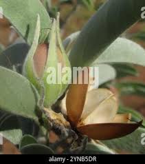 Image result for Ipomoea adenioides