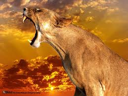 Puma Animal 28 Free Wallpaper On Hivewallpaper Com Wild Animal Wallpaper Animal Wallpaper Animals
