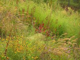 How to make the meadow of your dreams. How To Make A Meadow In Maryland Steps For Year 1 Maryland Grows