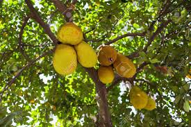 Artocarpus heterophyllus (jackfruit) tree, bark, flower and fruits.an essential feature of a forest farm is the fruit trees.make sure to have at least 1. Big Ripe Jack Fruits Hanging On The Jack S Fruit Tree A Healthy Stock Photo Picture And Royalty Free Image Image 121837420