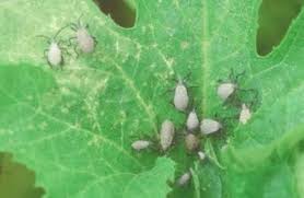 Stoddart Avenue Community Garden Squash Bugs From Hell Can Be Killed