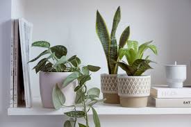 Are tolerant of cold weather and even snowy winters, but be sure that your choices of plant are able to withstand most cactus plants are purchased already growing, so planting is just a matter of digging a hole and putting the cactus in it or adding it to a suitable pot. Winter Care Of Houseplants