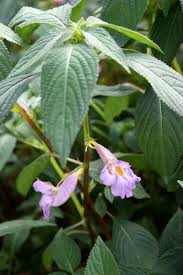 Image result for Impatiens assurgens