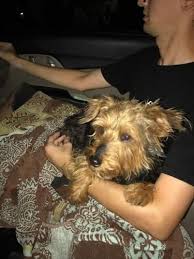 They're not just your pets, they're also a part of your family. Found Male July 11 2017 35th Ave Cactus Rd Phoenix Az 85029 Very Sweet Found Around 11pm No Tags Or Chip Left In The Care Of 1st Find Pets Pets Pet Vet