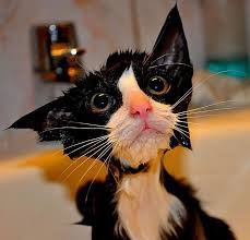 22 Hilarious Pictures Of Wet Cats Funny Cat Pictures Cats And Kittens Cat Pics