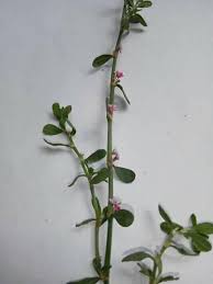 Image result for Crassocephalum effusum