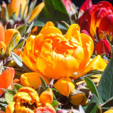 Image result for Daubenya