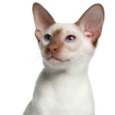I can definitely see it. Flame Point Siamese Photos Thriftyfun
