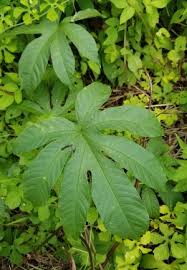 Image result for Merremia tuberosa