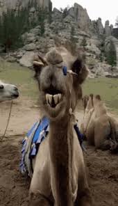 Until she meets masimo, the new singer for the stiff dylans. Running Camel Gifs Tenor