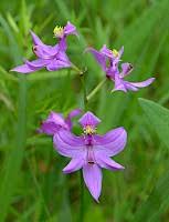 Image result for Hypoxis subspicata