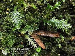 Image result for Didymoglossum