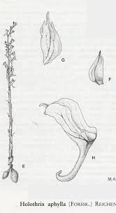 Image result for Holothrix