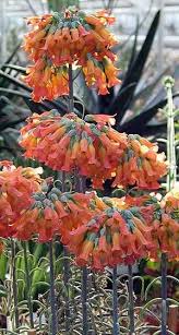 Mother Of Millions Kalanchoe Daigremontiana Plantas Crasas Kalanchoe Daigremontiana Suculentas