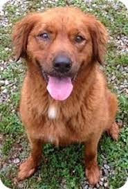 Blood lines of all parents are on the premises. Windam Nh Golden Retriever Mix Meet Jules A Dog For Adoption Golden Retriever Dog Adoption Golden Retriever Mix