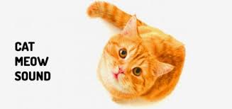 Cat Meow Sound Free Download Mp3 Orange Free Sounds Kitten Meowing Cats Meow Kittens Cutest
