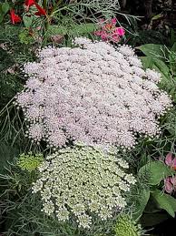 ombelles d ammi visnaga apiacees en ete dans le jardin du luxembourg senat paris 6e 75 ammi visnaga encore et belles fleurs jardin du luxembourg jardins