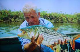 The candiru (vandellia cirrhosa) is a species of parasitic catfish that lives in the amazon basin in south america. Striped Tiger Fish River Monsters Wiki Fandom