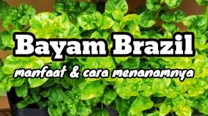 Diy mudah bekas bayam brazil jimat ruang kebunminiabi vlog08. Manfaat Dan Cara Mudah Menanam Bayam Brazil Jogjavanesia Youtube