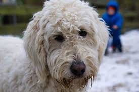 We did not find results for: 4 Best Dog Clippers For Labradoodles In 2021 Dogstruggles