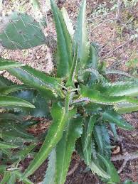 Image result for Kalanchoe hametiorum