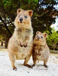 The Quokka Known As The Happiest Animal In The World Is Native To Small Islands Off The Coast Of Western Australia Elisa Tiere Niedliche Tiere Wilde Tiere