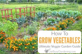It takes years to build up good soil, so in the meantime, while we're starting a vegetable garden, liquid fertilizers are extremely beneficial. Growing Vegetables The Ultimate Veggie Garden Guide Get Busy Gardening