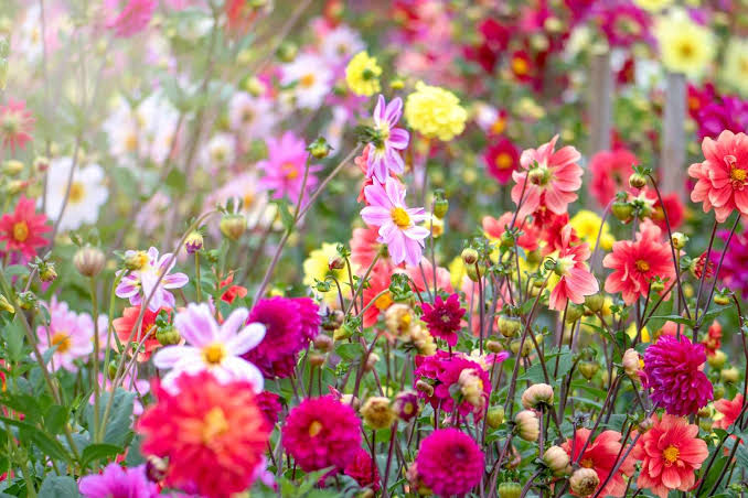 9 Cut-and-Come-Again Flowers That Keep Your Garden in Bloom All Summer