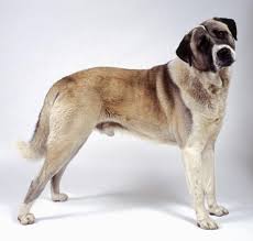 Anatolian Shepherd Dog Karabash Hayvanlar