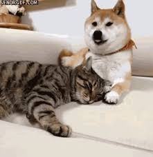 We did not find results for: I Love You Dog Come Here Let S Cuddle Gif On Imgur