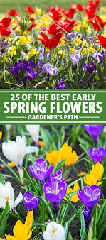 These bulbs are reliably perennial and incredibly carefree. 25 Of The Best Early Spring Blooming Flowers Gardener S Path Early Spring Flowers Spring Blooming Flowers Spring Perennials