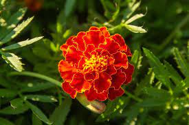 Check spelling or type a new query. How To Grow And Care For Marigold Flowers