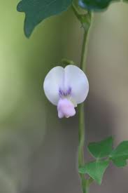 Image result for Dolichos trilobus