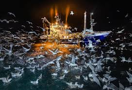 Por qué esta inquietante foto fantasmal de una hiena es la mejor imagen de  vida silvestre de 2025 | National Geographic | National Geographic