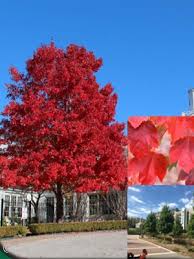 Check spelling or type a new query. Zone Attribute For Trees And Shrubs Acorn Farms Wholesale Nursery Bulk Wholesale Trees Shrubs Perennials Roses Annuals For Green Industry