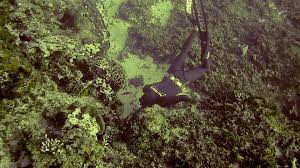 Pathos In Mexico Spearfishing Mexico