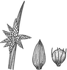 Image result for Schoenoplectiella mucronata