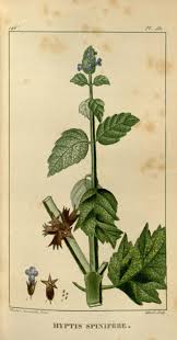 Image result for Cantinoa americana