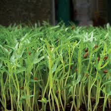 Image result for RAU MẦM CẢI XANH