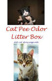 Cat Pee Meme Laughing Cat Spray Cat Pee Flea Spray For Cats