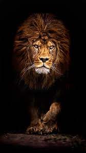 Lion wallpapers in ultra hd or 4k. Cool Lion Wallpapers For Iphone Ultra Hd 4k Wallpaper For Mobile 1080x1920 Wallpaper Teahub Io